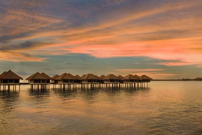 Golden Palm Tree Malaysia