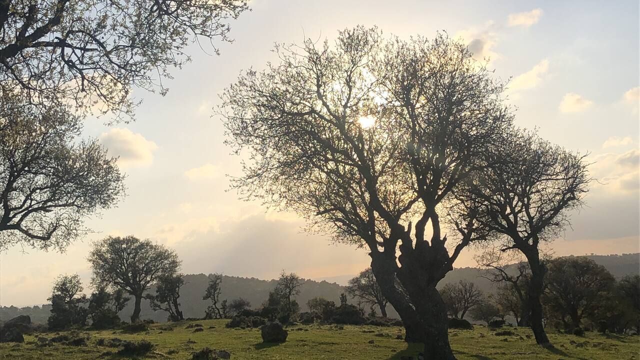 Scenic sunset over the woodland and green landscape of Ajloun Forest Reserve in Jordan