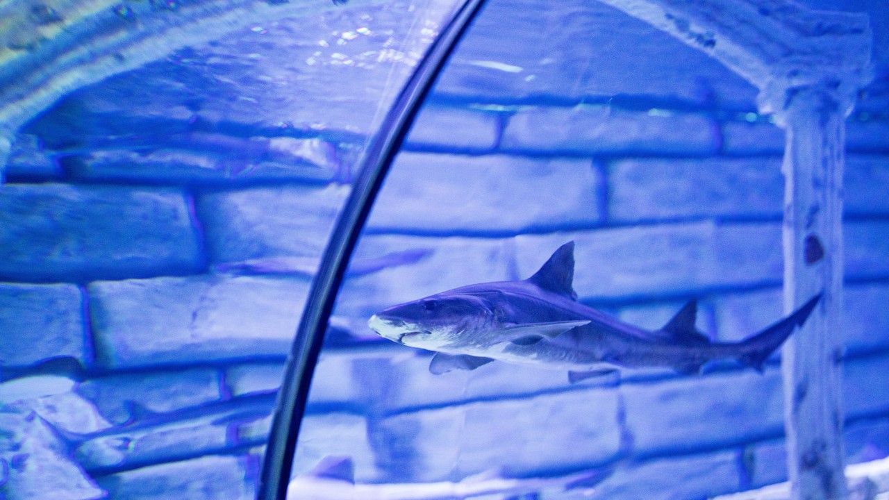 Shark swimming inside the glass tunnel at Antalya Aquarium in Turkey