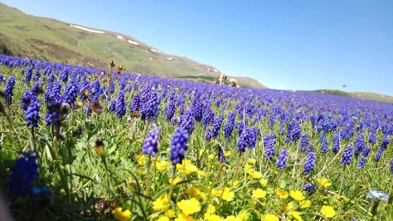 Purple mountain flowers covering Çambaşı Highland in Ordu