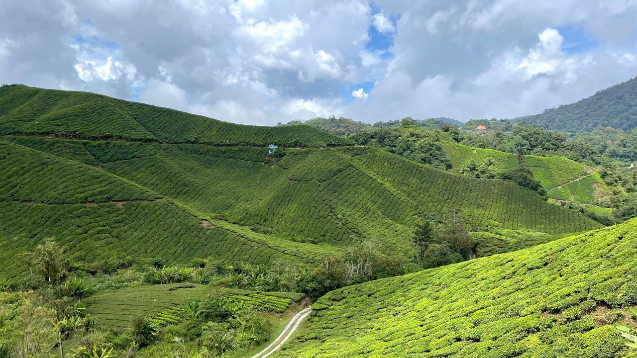 Wide view of lush tea plantations across the rolling hills of Cameron Highlands, Malaysia.