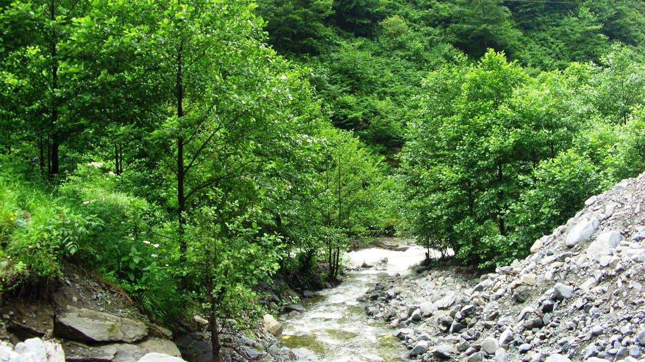 Firtina River flowing through the lush forested valley of Rize