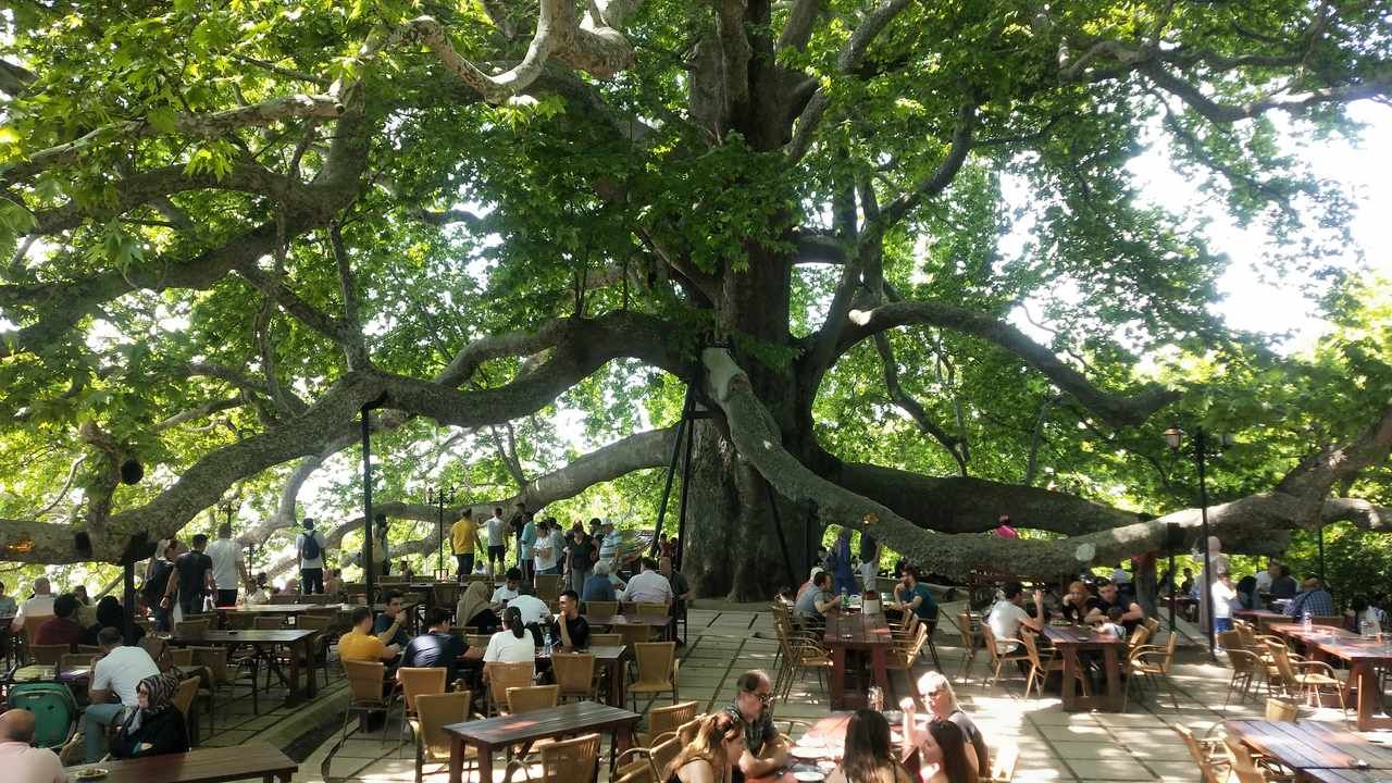 Wide view of the historic Inkaya Plane Tree with its massive branches and visitors in Bursa, Turkey