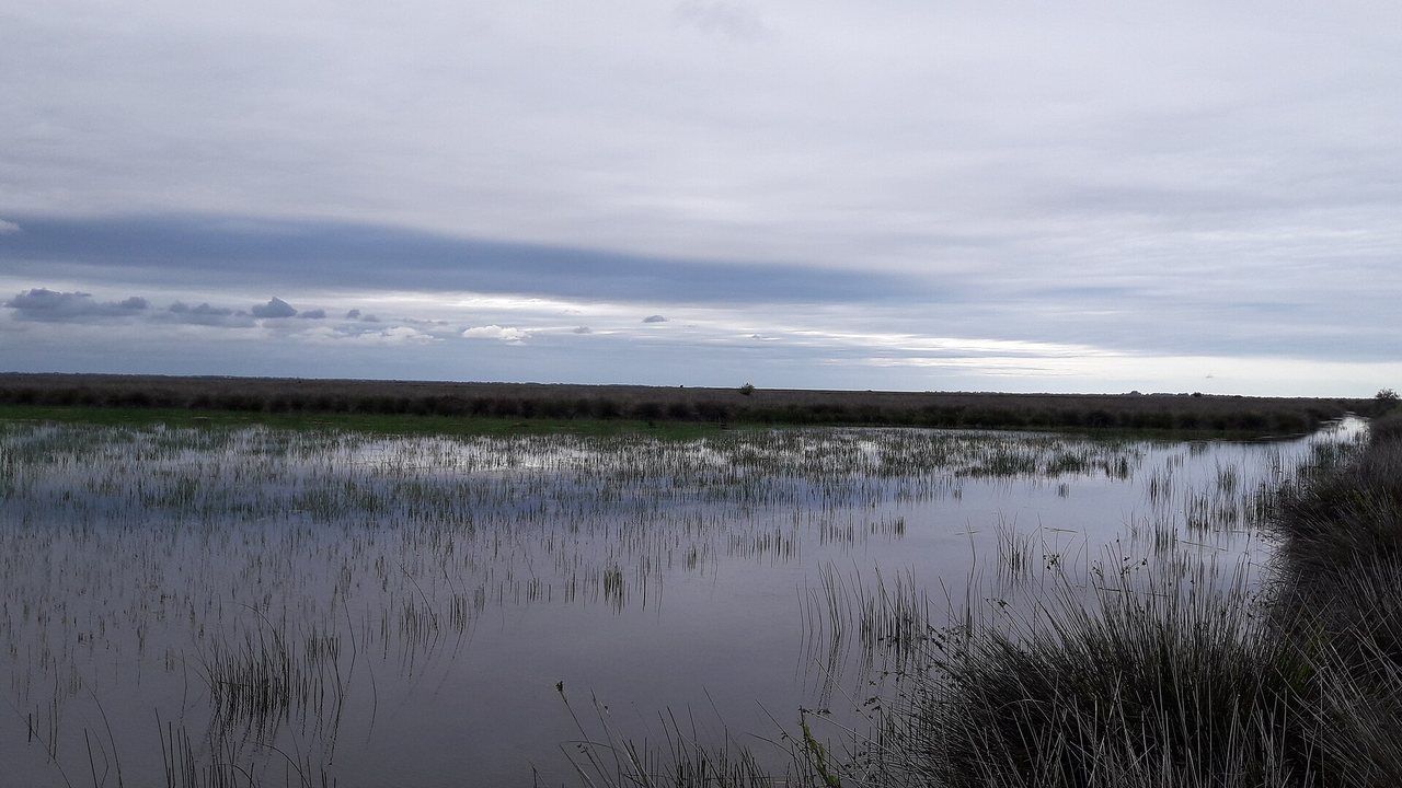 Wetlands and reed beds of the Kızılırmak Delta bird sanctuary