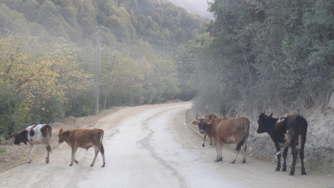 Rural mountain road and cattle in the forested landscape of Maşukiye