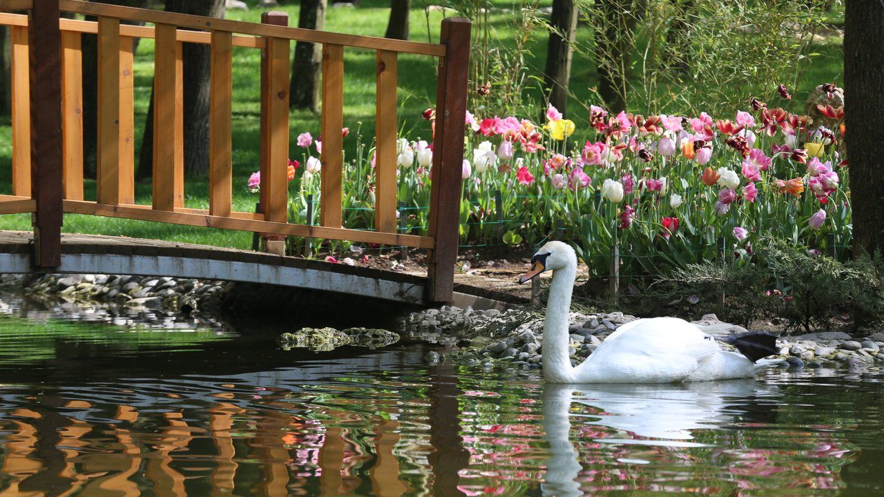 Swan swimming beside a wooden bridge and colorful flowers in Ormanya