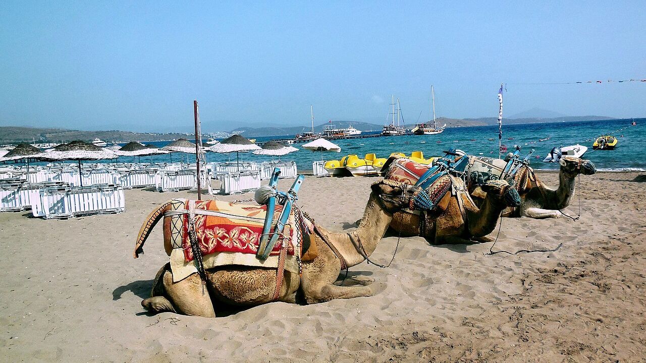 Decorated camels resting beside the turquoise water at Camel Beach in Bodrum.