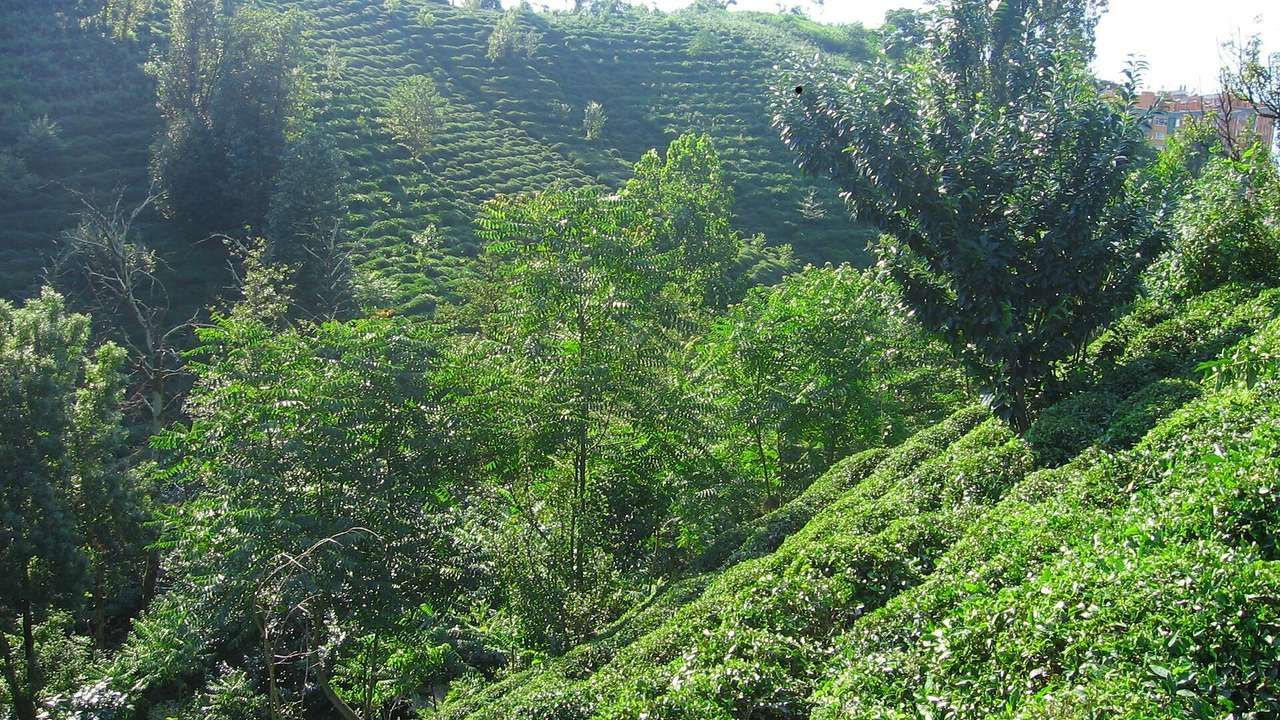 Lush green tea plantations covering the hills of Rize