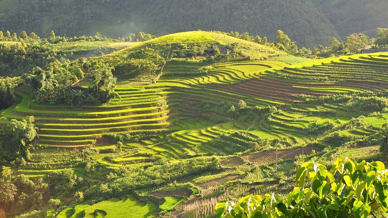 Terraced rice fields across the mountain landscape of Sapa Vietnam