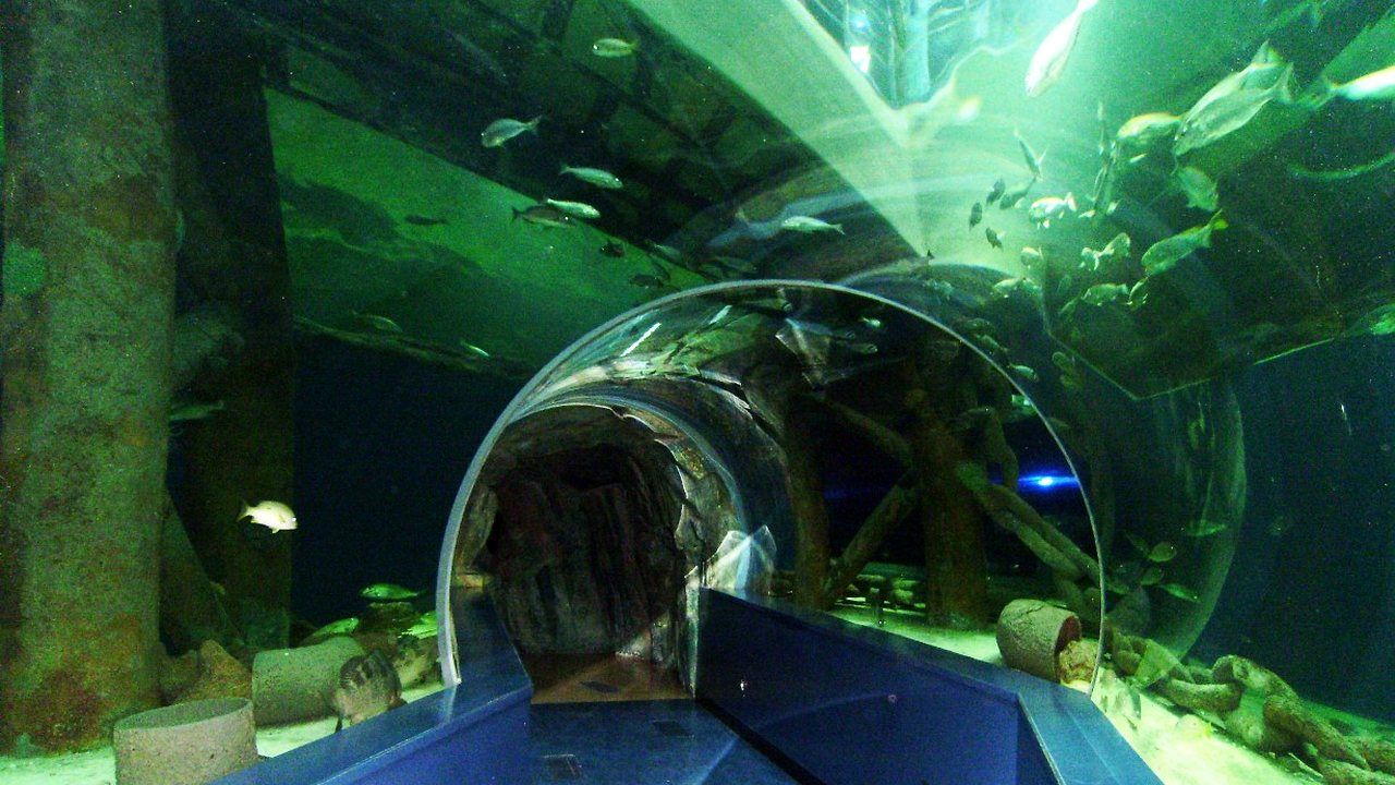 Underwater tunnel with fish at Sharjah Aquarium in Sharjah, UAE
