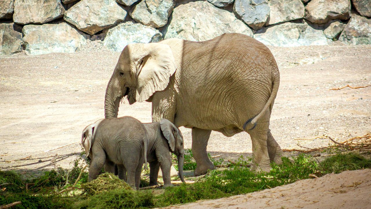 African elephant family at Sharjah Safari wildlife park in Sharjah, UAE