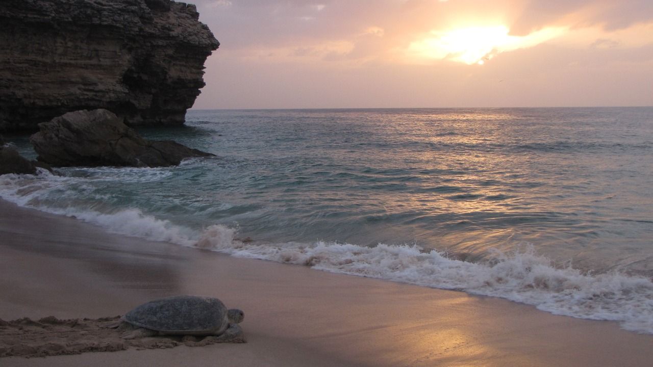 Green sea turtle on the beach at Ras Al Jinz Turtle Reserve near Sur, Oman, with the Arabian Sea and rocky coastline at sunset.