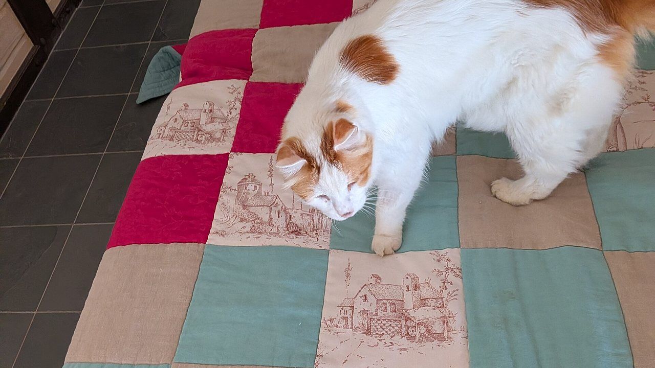 White Turkish Van cat representing the famous cats of Van